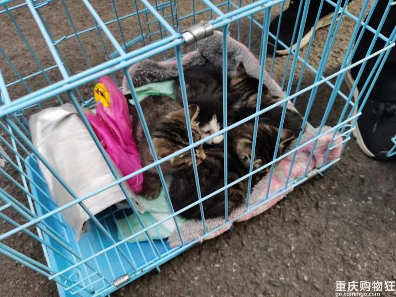 渝北区狗儿市场有卖猫的吗,渝北狗儿市场买狗