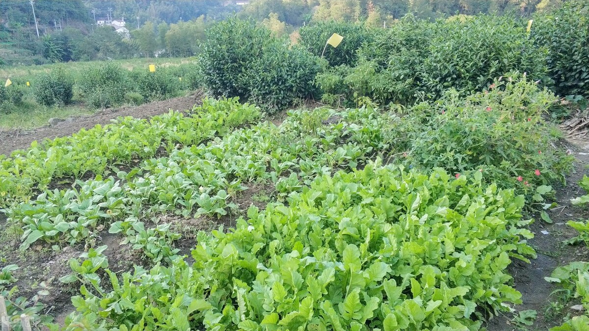 大专毕业去加油站工作怎么样,大专毕业去加油站当加油员好吗