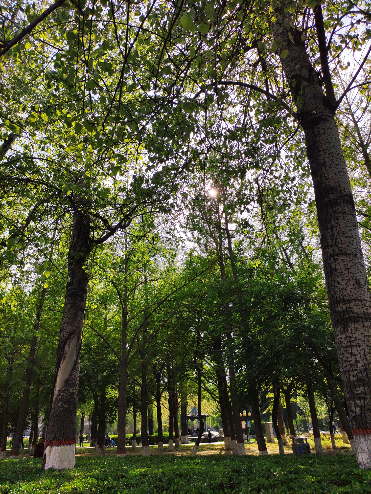 石家庄气候,石家庄属于什么气候