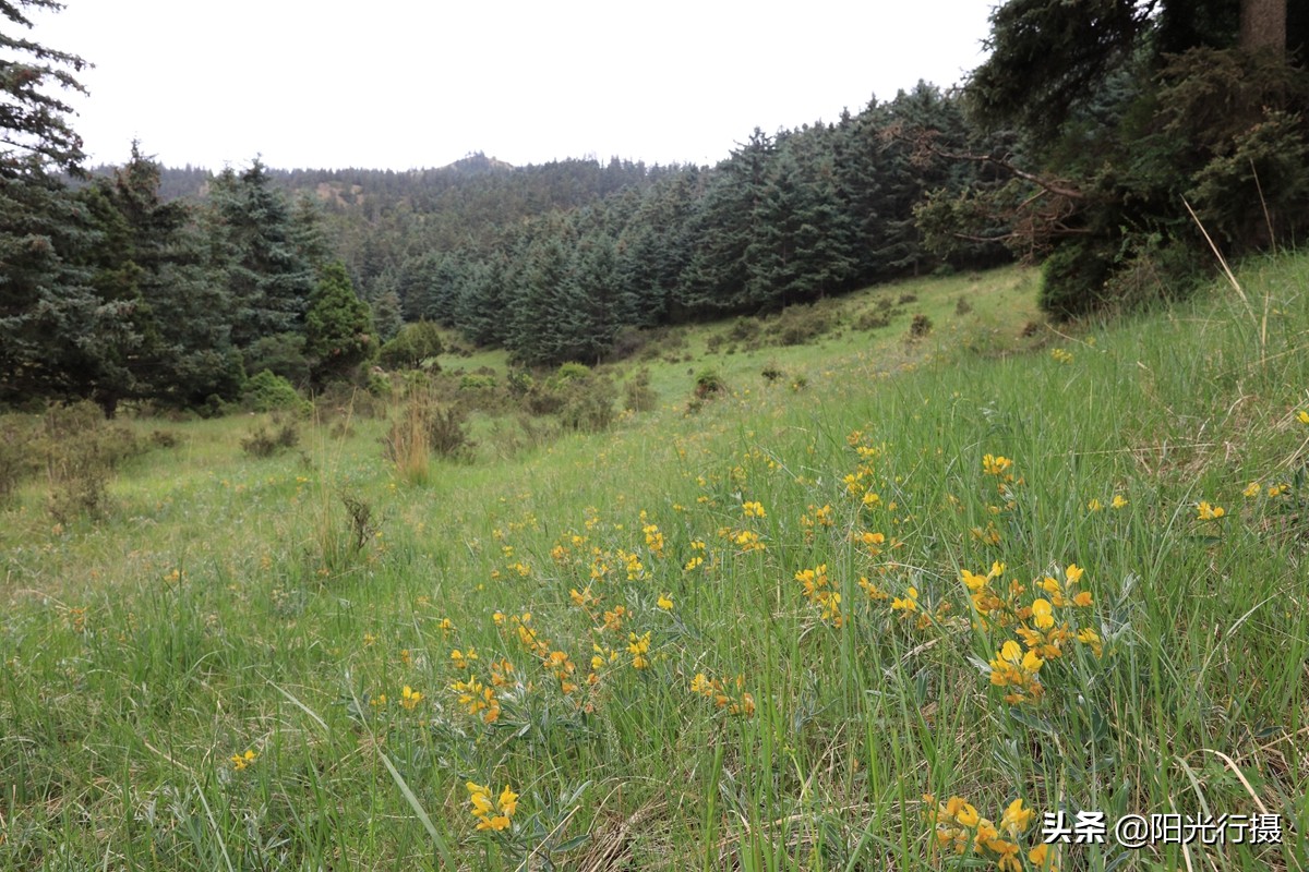 静谧森林和沙漠交界处,静谧森林红色石头