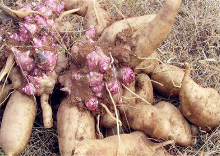 雪莲果种植技术及视频,雪莲果种植技术和种植条件