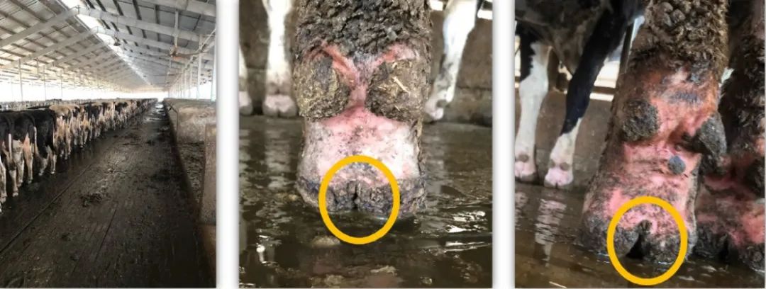 蹄病的种类和治疗方法,蹄病的预防与治疗