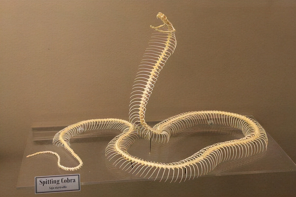 蛇的骨骼结构图,蛇的下颚能长多大