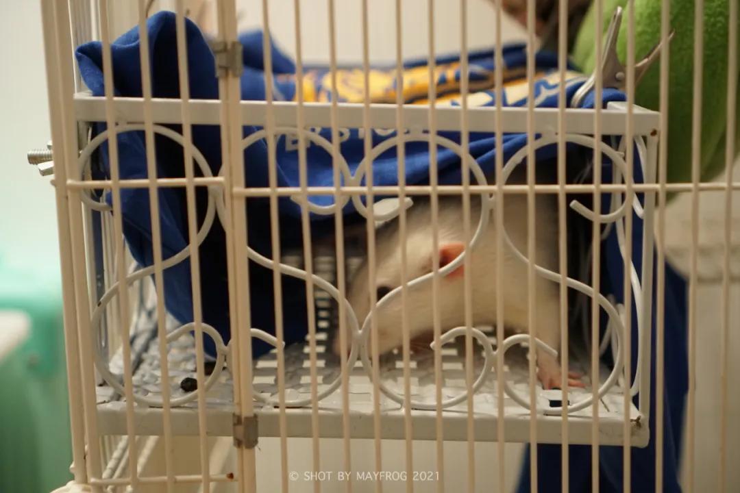 「清明特辑」零首付！月供2块2！江苏队的头七日我尽了绵薄之力