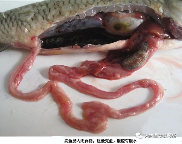 鱼类出血病复发的原因,鱼类出血病视频