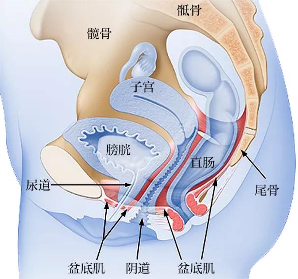我们的身体里都有什么器官,我们的身体里有几颗卵