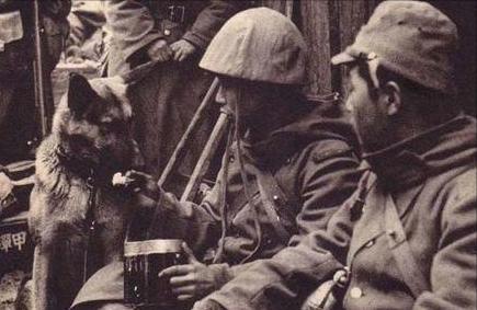 抗战时期八路军抓了多少日军俘虏,抗日战争中被八路军俘虏的日军