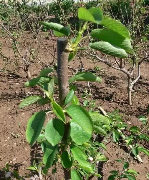 要想种好菜这些常识要牢记,樱桃树怎么种的好