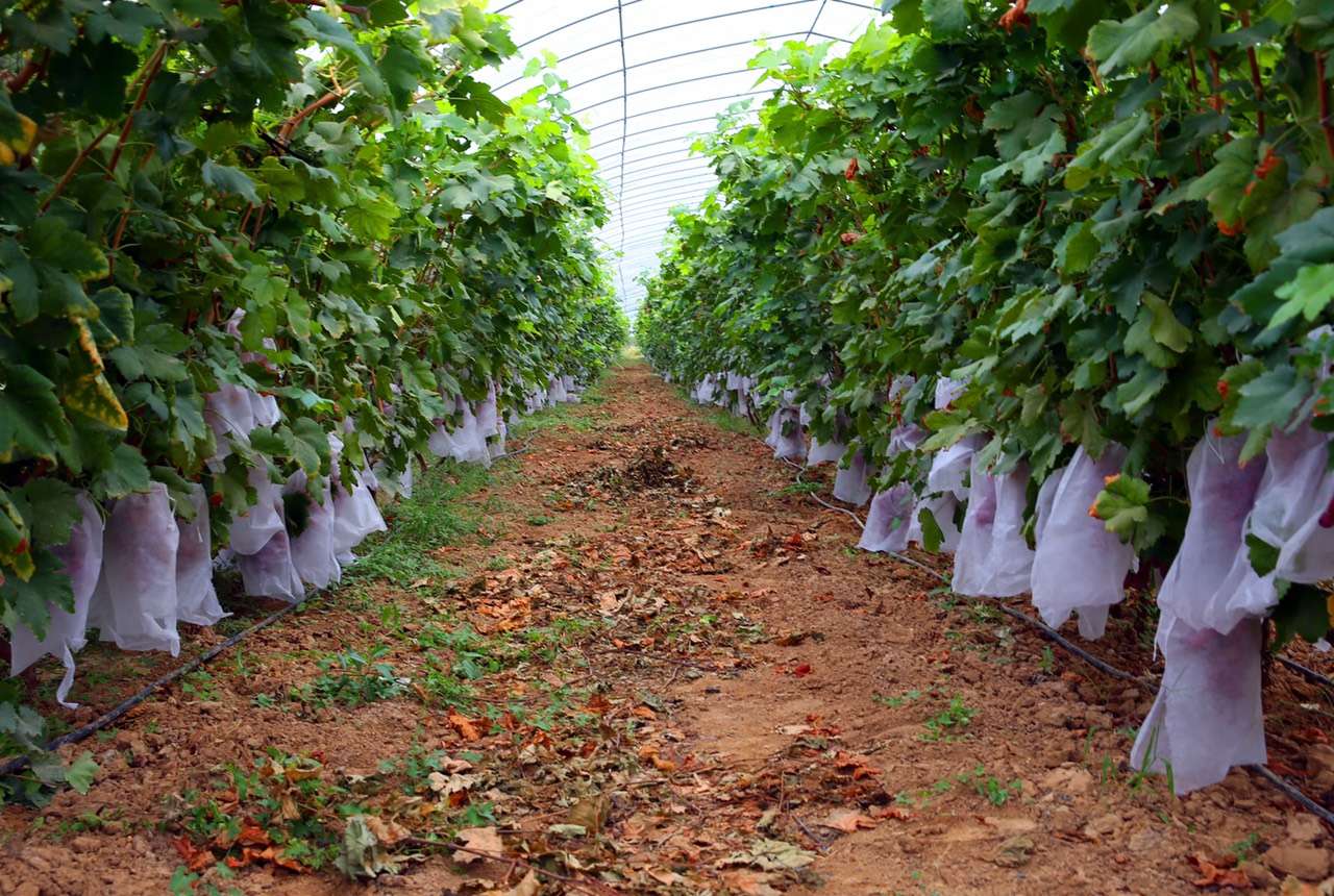 旬阳县助力乡村振兴,合阳县乡村振兴观摩