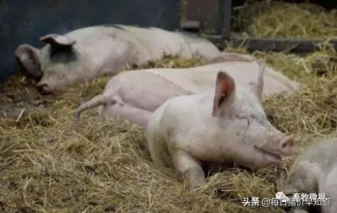 猪链球菌病最佳的防治手段,猪链球菌关节炎怎么预防