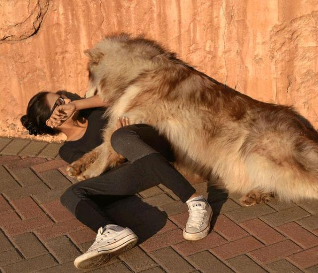 小狗喜欢趴在自己身上睡觉,小狗喜欢趴在主人脑袋上