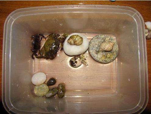 螃蟹吃不完的剩下的怎么储存,吃不完的螃蟹怎样保存的时间长