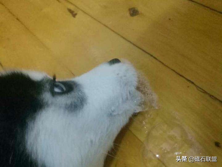 狗狗嘴边挂粘稠口水还呕吐咋回事,狗狗不吃食物没精打采呕吐怎么办