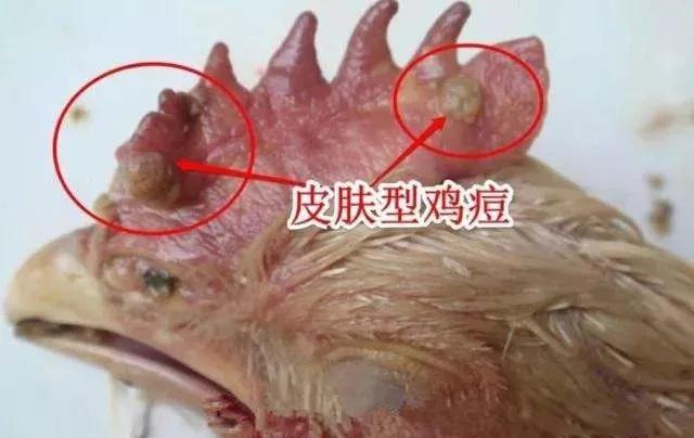得了鸡痘的鸡可以吃吗,鸡痘的症状及防治方法