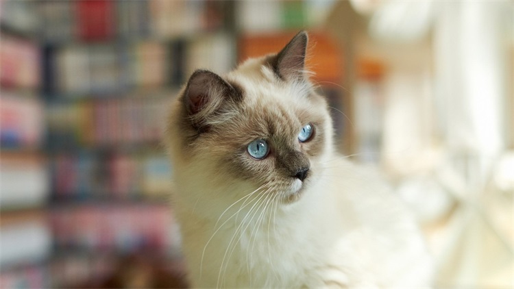 猫咪感冒发烧用啥药品,猫咪药品