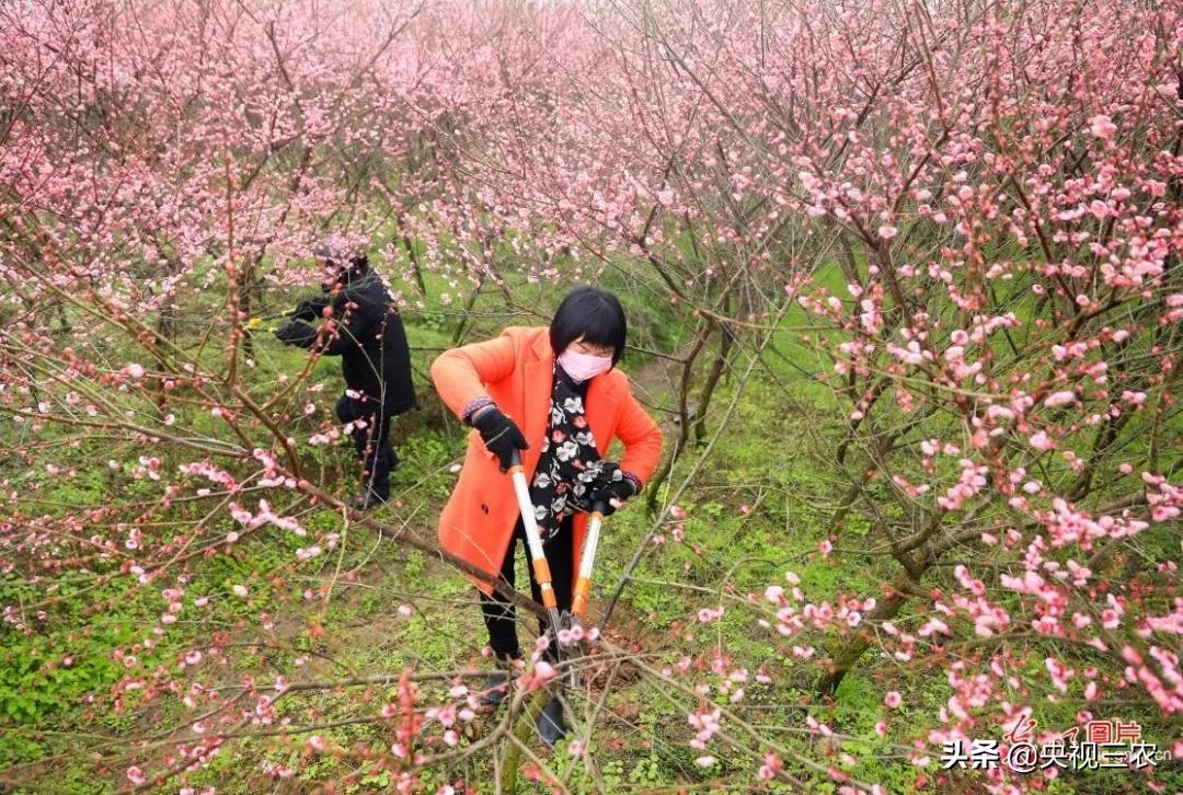 抓防疫保春耕两不误,促融合防疫春耕两不误