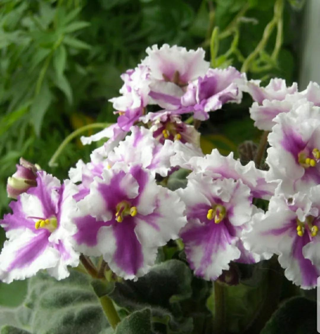 芳踪难觅濒危花！清新治愈篇：沙漠高原是吾家，豹子花的春天来了