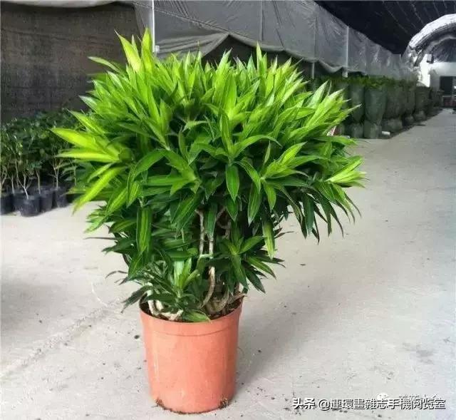 100种常见花卉植物图谱,100种花卉素描图谱