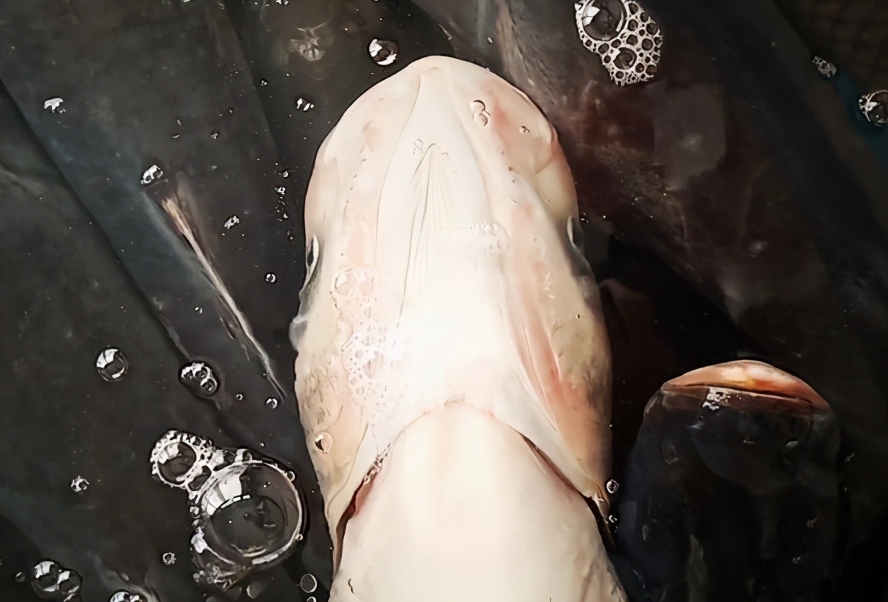 顾客一来鲢鱼就翻肚子，假装挂了漂在水面：鱼也开始成精了？