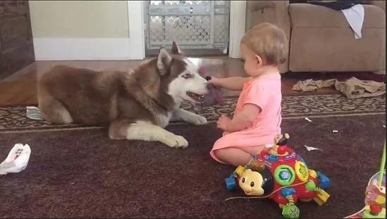 狗子偷偷亲我的第N次,难道不是真爱吗?