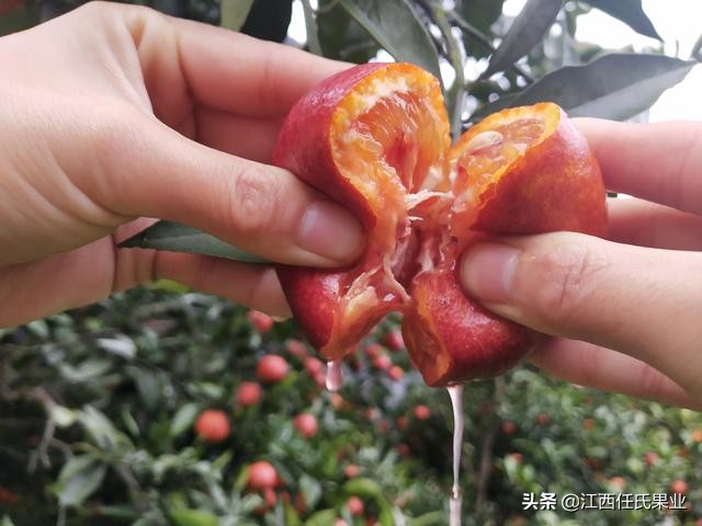 swisse胶原蛋白血橙怎么样,swisse胶原蛋白和血橙的区别