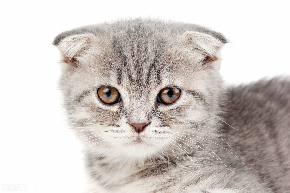 猫咪猫癣反复发作,猫反复得猫癣吗