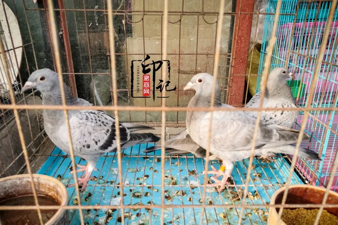 商丘道北花鸟批发市场,商丘花鸟宠物市场