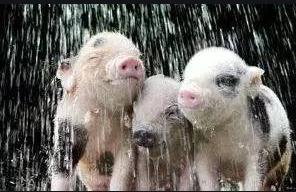 夏季酷暑难耐生猪不吃食怎么办？有哪些办法可以预防中暑呢？