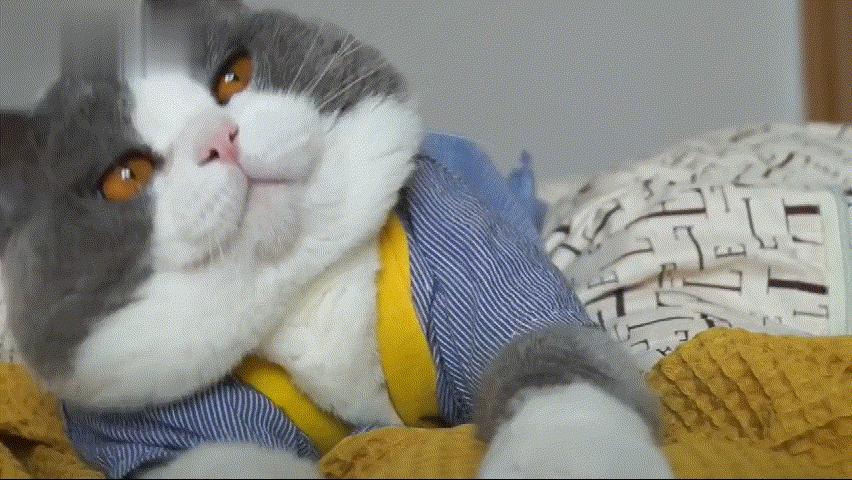 养猫首选这5种,养猫首选品种