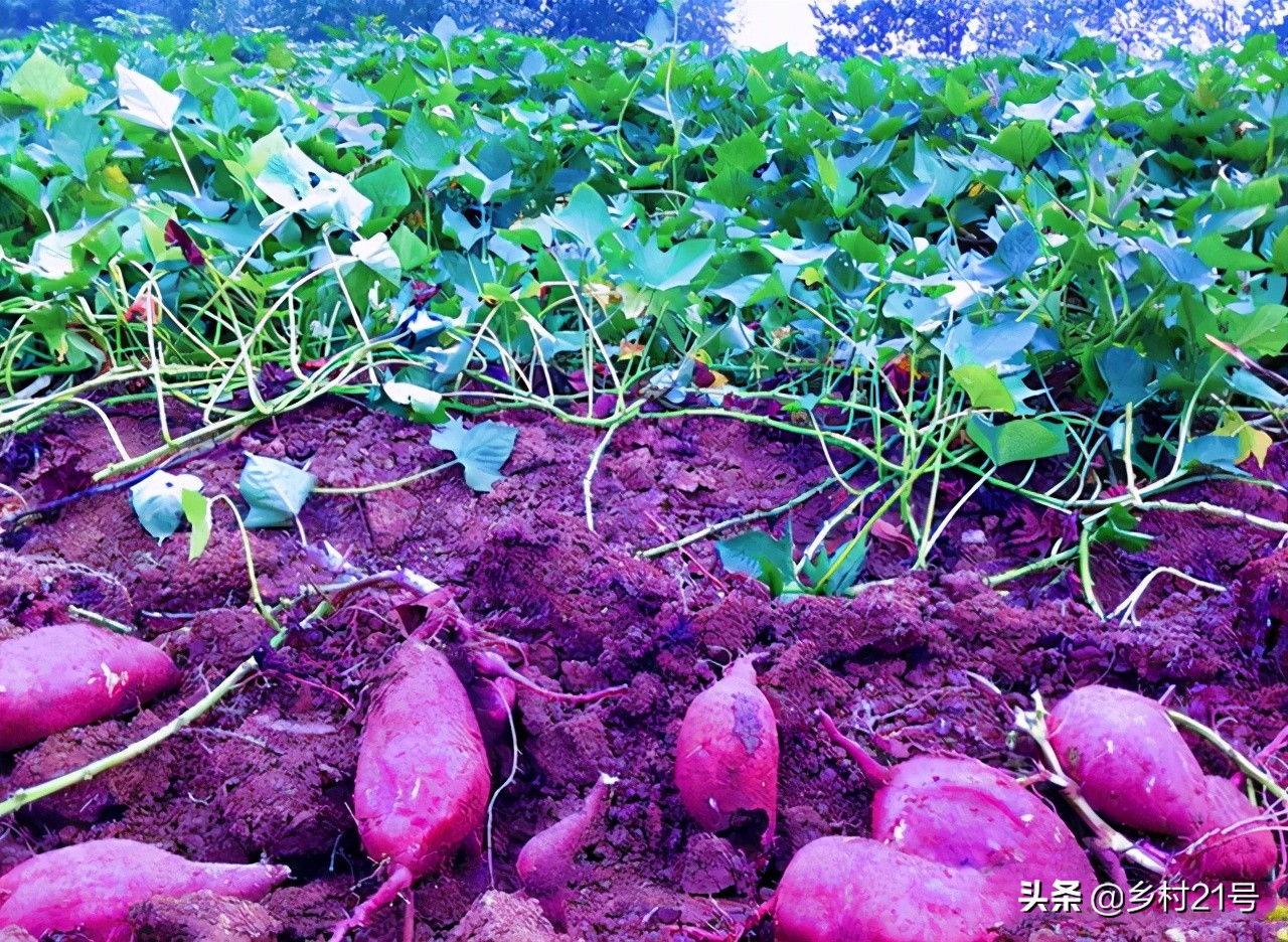 红薯长白毛怎么补救,红薯黑斑怎么回事