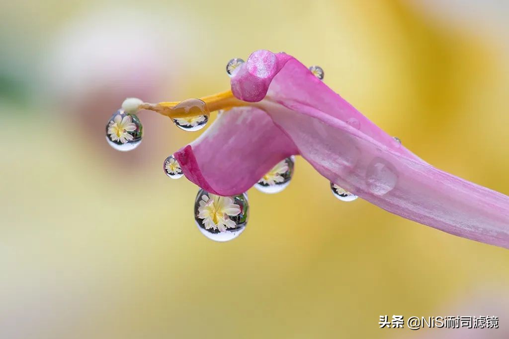 微距拍摄滑轨推荐,微距拍照最强的千元机实测