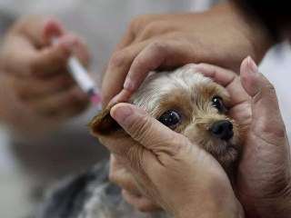 狗狗洗澡后打疫苗可以吗,狗狗打完疫苗多久可以洗澡