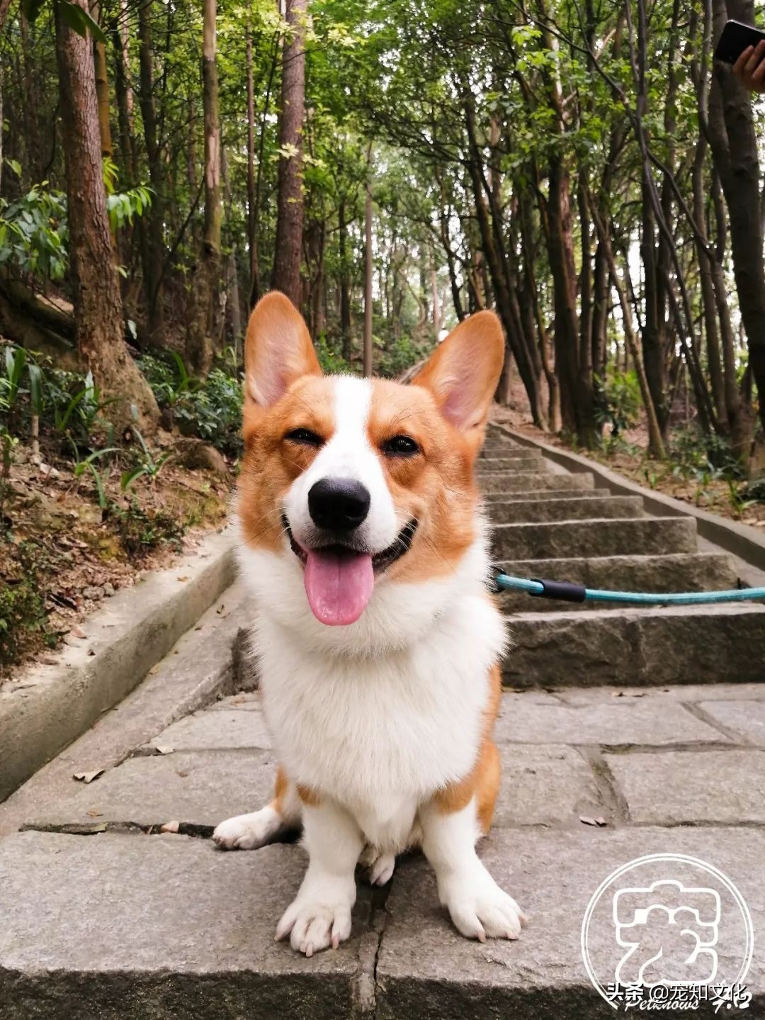 广州南沙黄山鲁森林公园攻略,广州附近可以带宠物的旅游景点