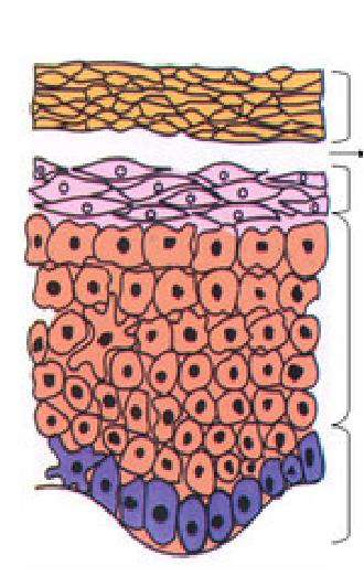 皮肤基础知识以及肤质分类,皮肤的基础知识与结构