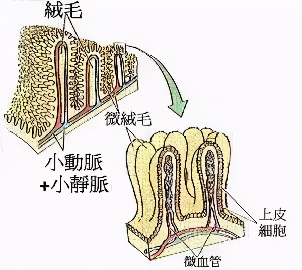 如何分辨肠道是否健康,肠道疾病怎样识别