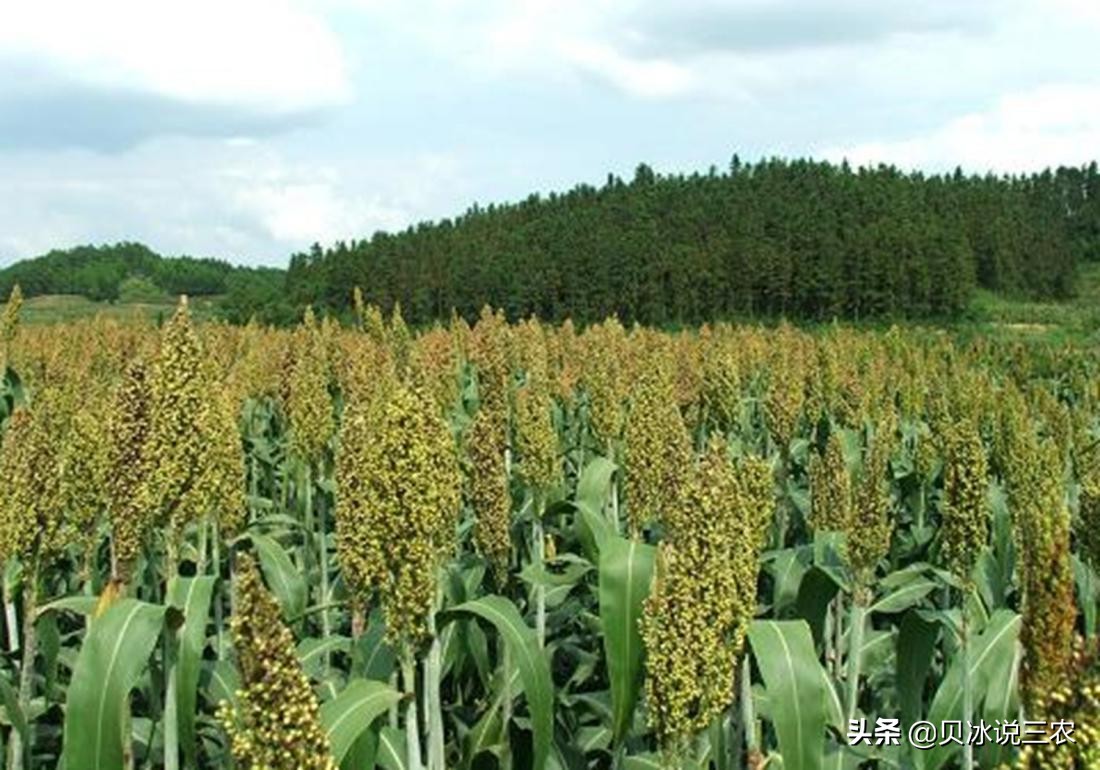 高粱栽培技术，关于播种前的种子处理，以及适时的播种知识