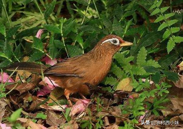 画眉鸟雏鸟15天可以直接喂饲料吗,画眉鸟饲料存放在冷冻箱里可以吗