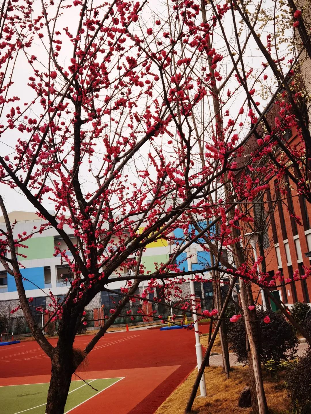 天府新区2024年小学春季开学,天府新区华阳小学2018毕业典礼