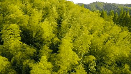 一个安徽爷爷，花1万块种出5000㎡私家花园，被评为中国最美