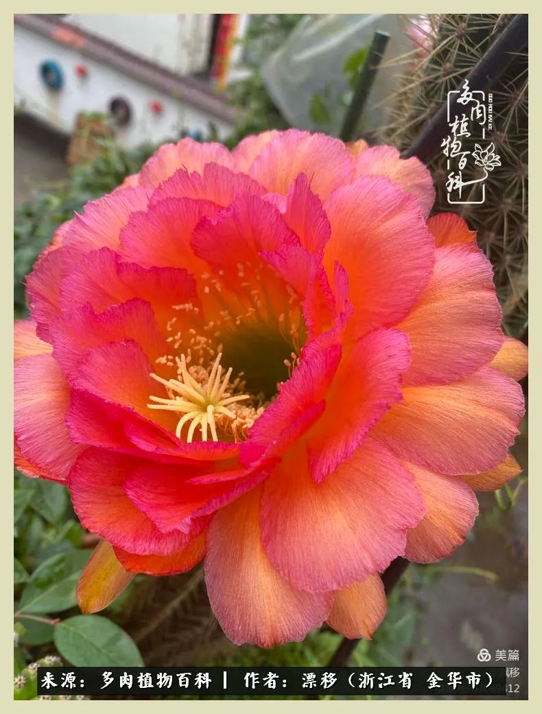 仙人球开花并散发着香味,仙人球花盛开吐露芬芳