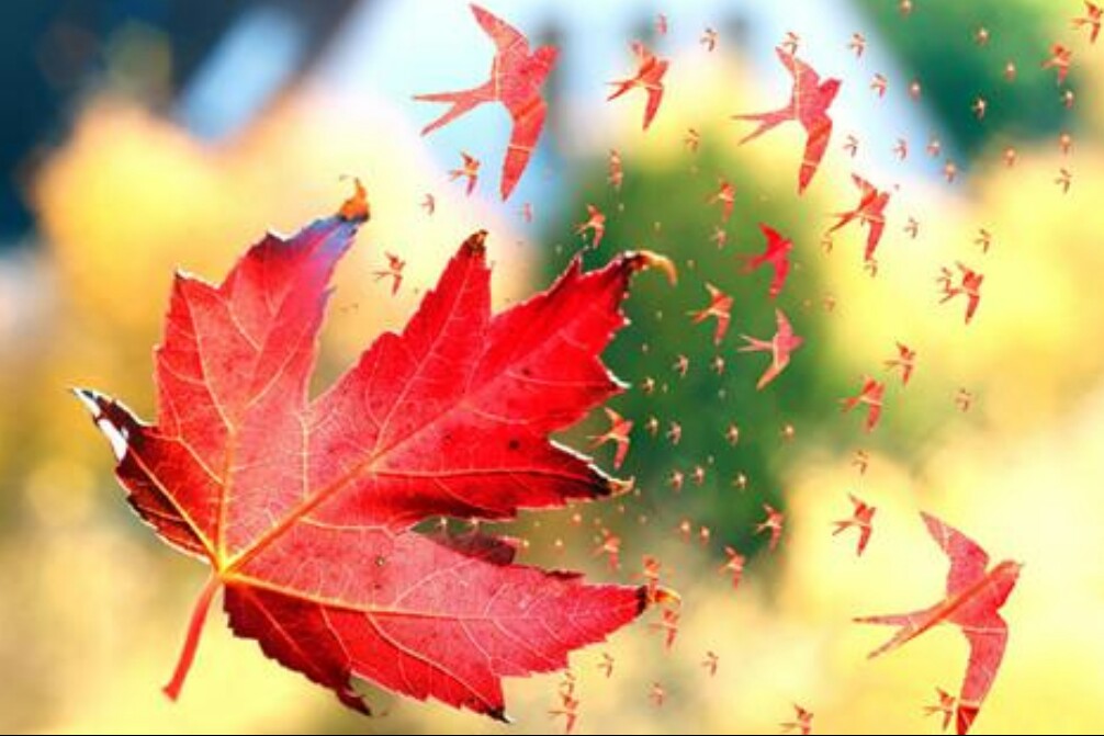 父母得了癌症晚期我该怎么办,父母癌症晚期