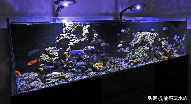 三湖慈鲷鱼怎么用小鱼缸来养好,三湖慈鲷激素鱼能养好么