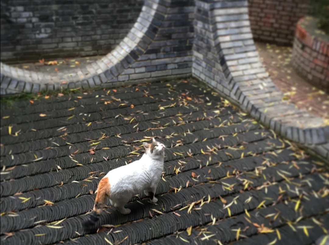 北京游玩攻略不需要门票,北京长城旅游攻略最佳方案