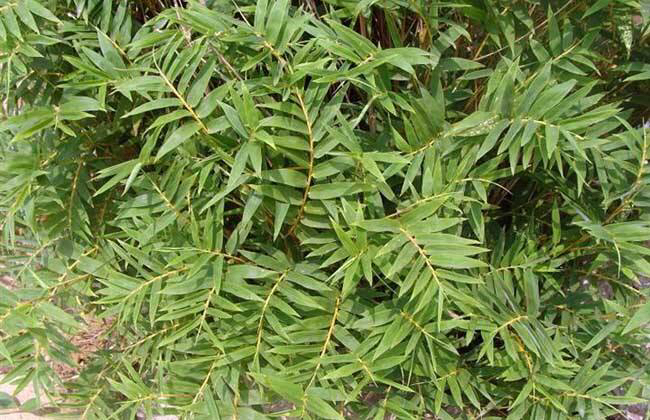 阳台养一盆茉莉,凤尾竹可以放阳台养吗