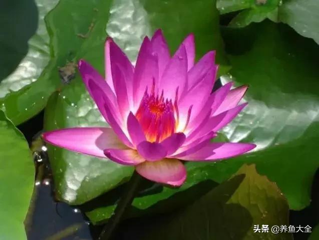 世界名贵花图片大全集,世界上最漂亮名贵的花卉