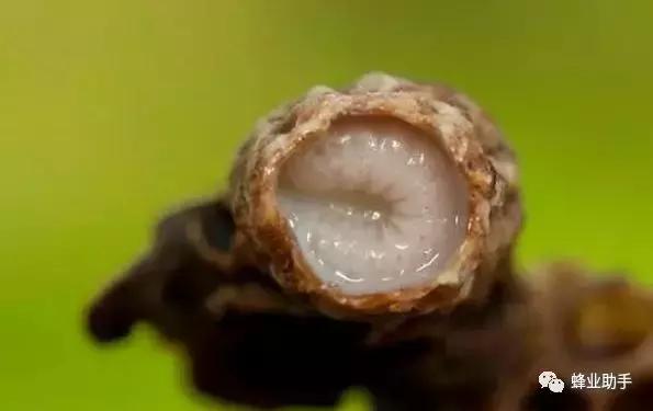 蜜蜂养殖技术大全口诀,早知道早收益的小知识