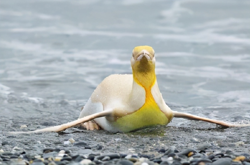 现实版“QQ超级会员”惊现南极，网友：亮瞎了我的24K黄金瞳