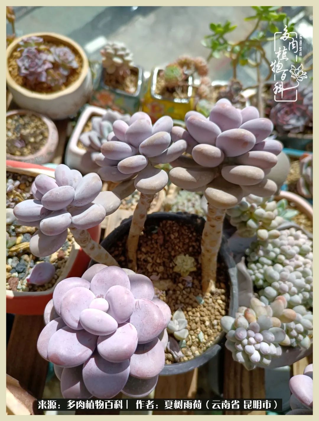 自从养了多肉有了窗台想要个阳台,养多肉10年多