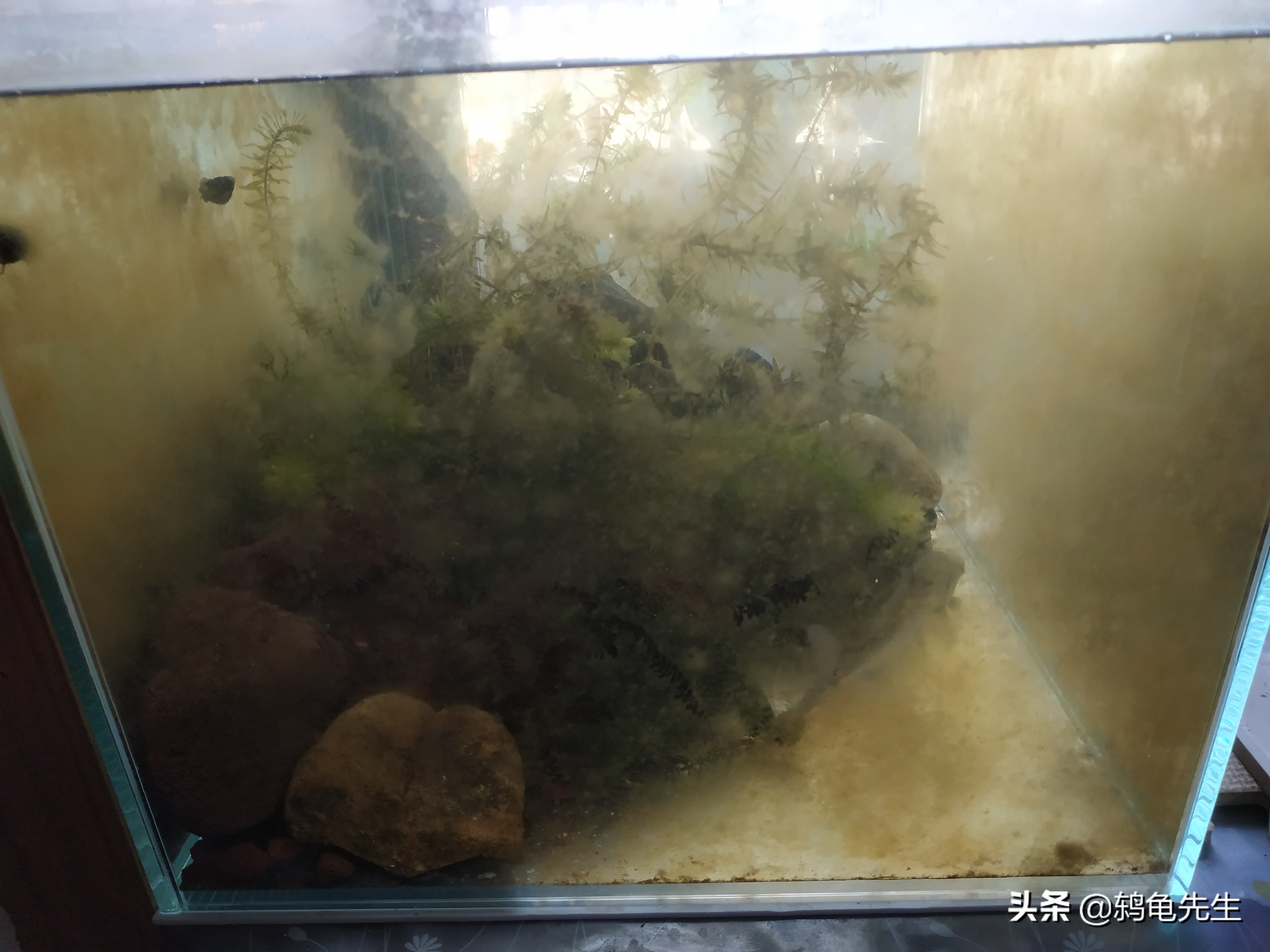 硝化细菌放得多了会怎样,硝化细菌放多了有影响吗