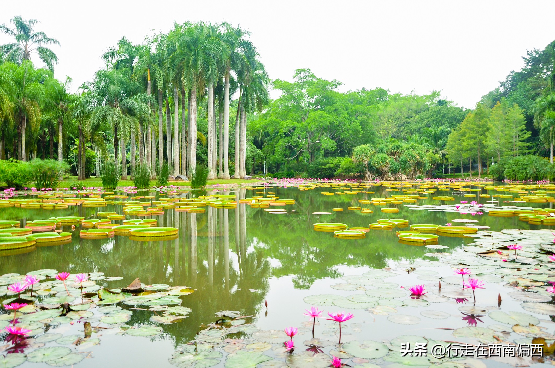 西双版纳五树六花中心,西双版纳五树六花地理位置